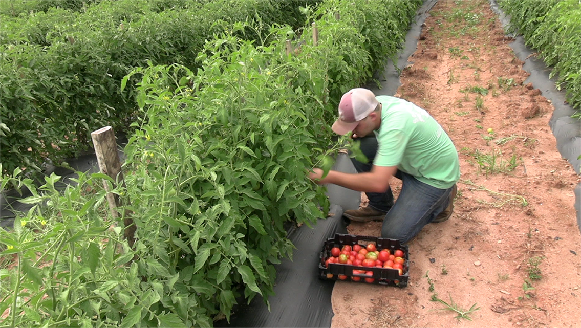 Farmer in garden picking tomatoes