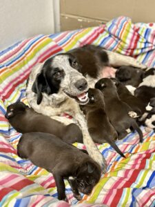 A mama dog rests in a birthing pool while nursing her litter of puppies, curled around them protectively as they feed and snuggle close to her.