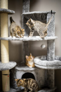 Several shelter cats lounge, climb, and play together on a multi-level cat tree in the shelter’s cat room, showing off their curious and relaxed personalities.