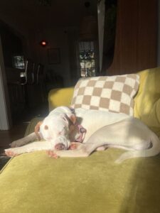 A happy shelter dog relaxes in a foster home, sleeping peacefully on a couch while warm sunlight shines across the cushions.