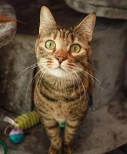 Ginger, a pretty brown tabby, sitting on a cat tree looking at the camera. 